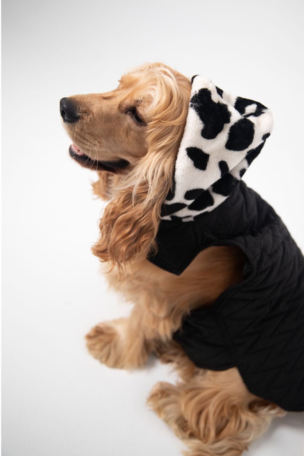 Moo meets black coat - Astra - shop - eg
