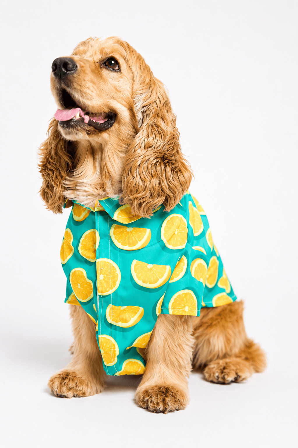 Sunny Slice - Astra-shop-eg