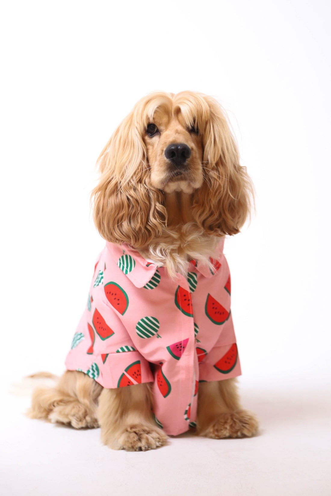 Watermelon - Astra-shop-eg